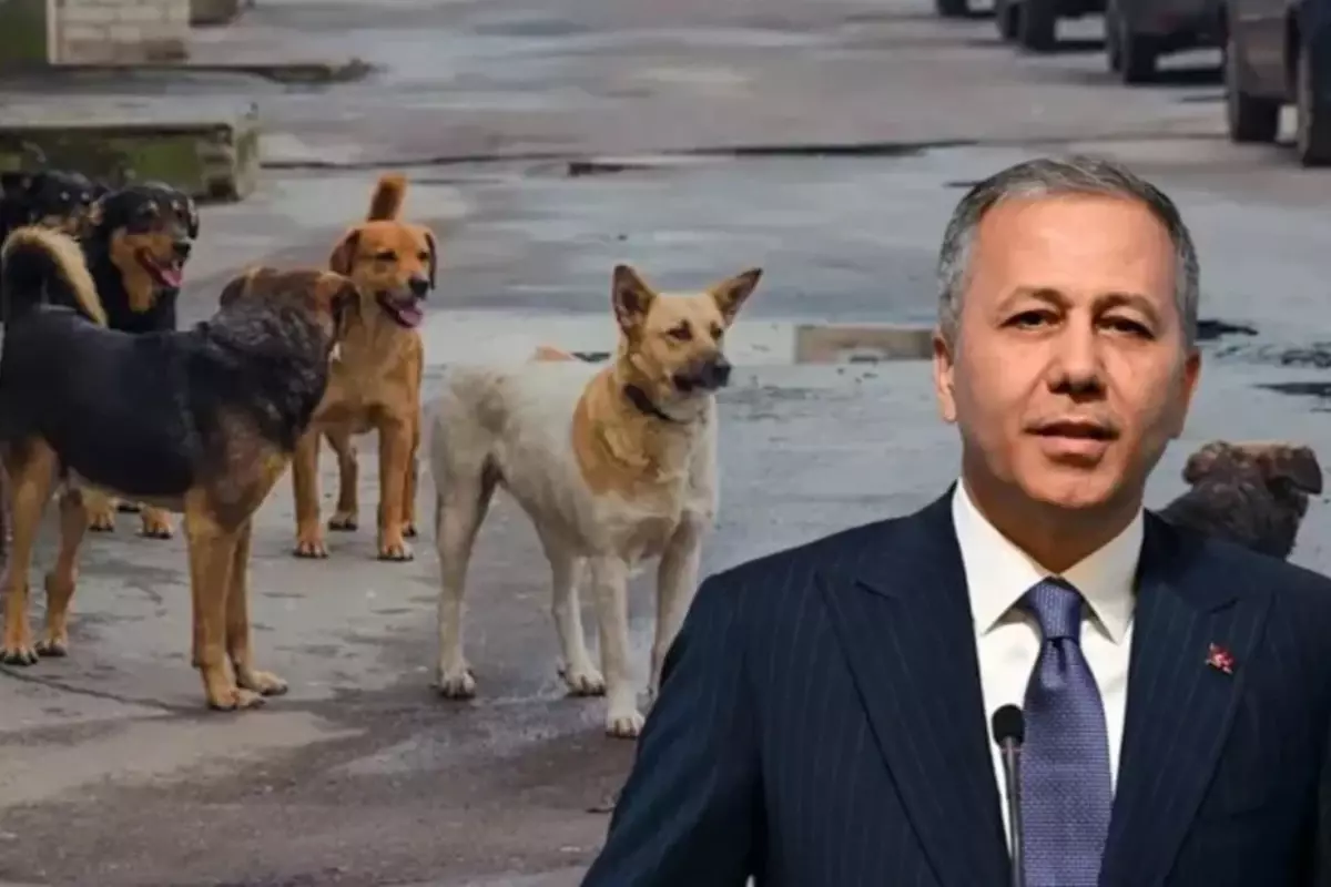Bakan Yerlikaya'dan sokak köpekleri açıklaması: Müfettişler 2 ayda bir belediyeleri denetleyecek