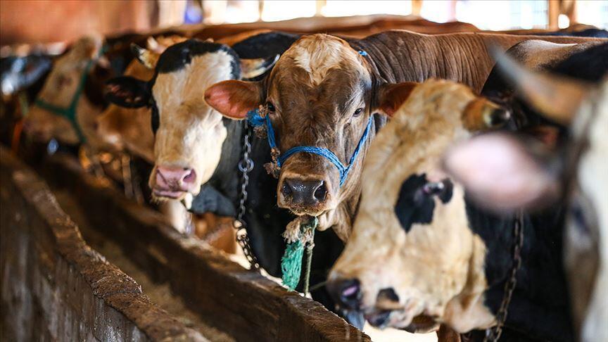 Bayramda 3 milyon 700 bin kurbanlık satıldı