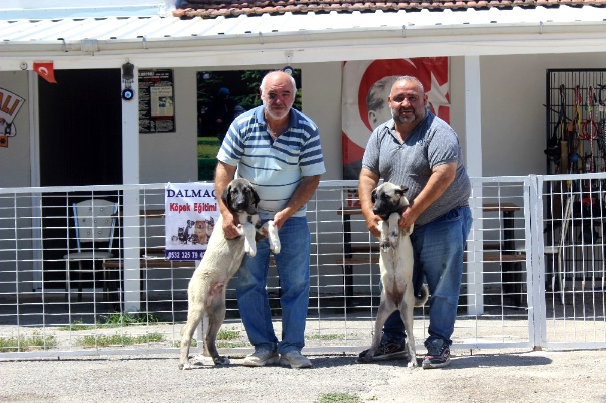 Bayramda köpek otelleri yüzde yüz doldu