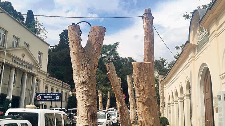 Beşiktaş’ta ağaç tartışması