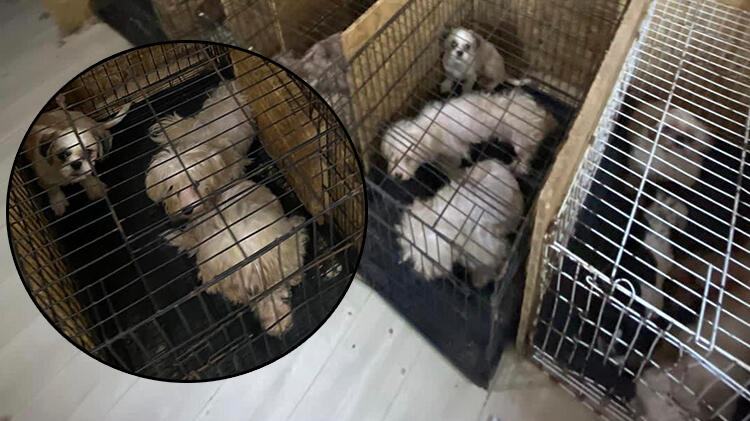 Binanın bodrum katında 68 köpek bulundu! Hepsinin ses telleri alınmış
