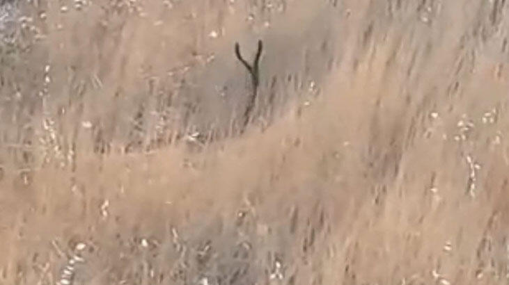 Bir anda otların arasından dikildi!