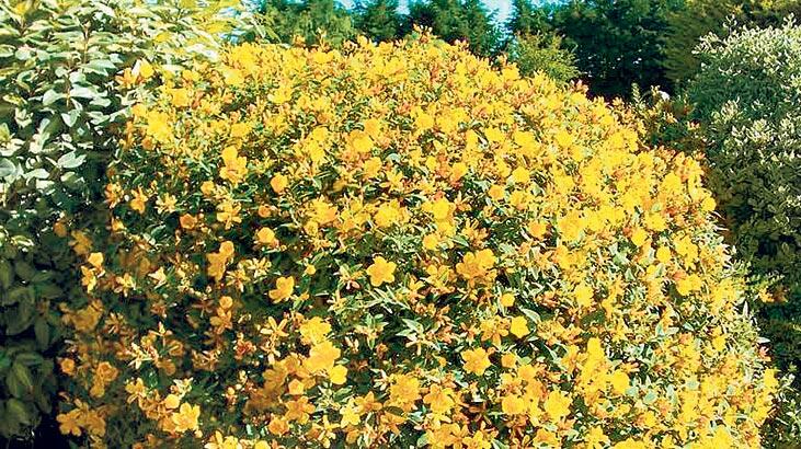 Böcek, küf, taş, polen çıktı