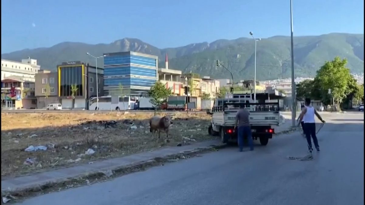 Boğa önde vatandaşlar arkada