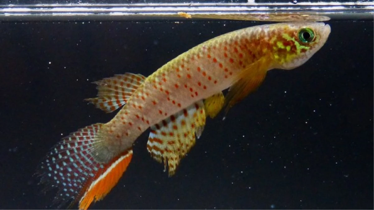 Bolivya'da keşfedilen ve karada nefes alan yeni balık türü bilim insanlarını şaşkına çevirdi