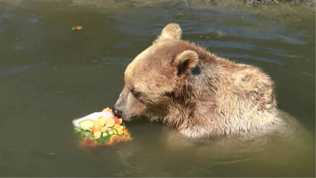 Bursa Hayvanat Bahçesi'nde Hayvanlar Sıcaktan Buzlu Meyve Kokteyliyle Serinletiliyor