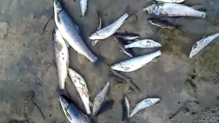 Büyük tedirginlik! Ölü balıklar kıyıya vurdu