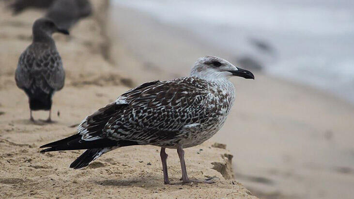 Büyük tehdit! Kimse farkında değil ama hızla azalıyor...