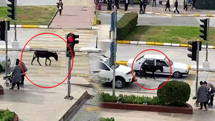 Caddede yürüyen sıpa kenti birbirine kattı!