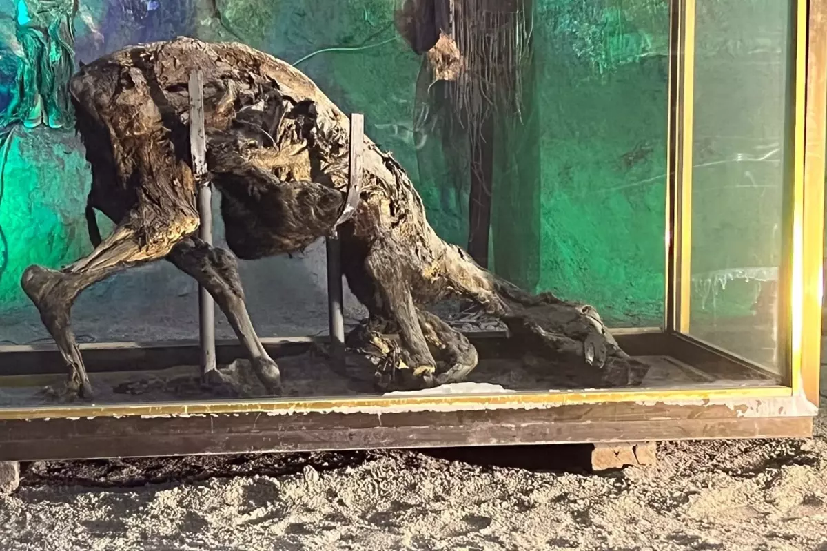 Çankırı Tuz Mağarası'ndaki çürümeyen eşek görenleri şaşırtıyor