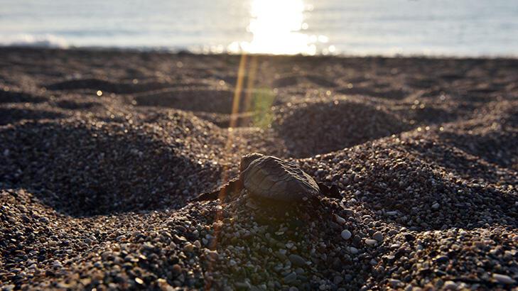 Çıralı'da 3 bin 24 yavru caretta caretta denizle buluştu