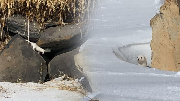 Çok hızlı hareket ettiği için görüntülenemiyor! Bu kez yakalandı