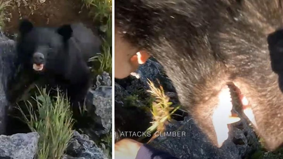 Dağcı, kendisine saldıran ayıyı tekme tokat dövdü