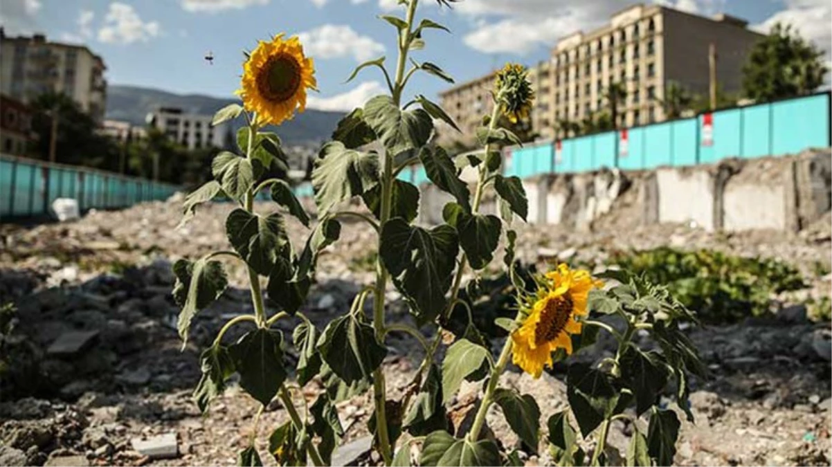 Depremden önce kuruyemişçinin olduğu bölgede kabak, ayçiçeği ve nohut filizlendi
