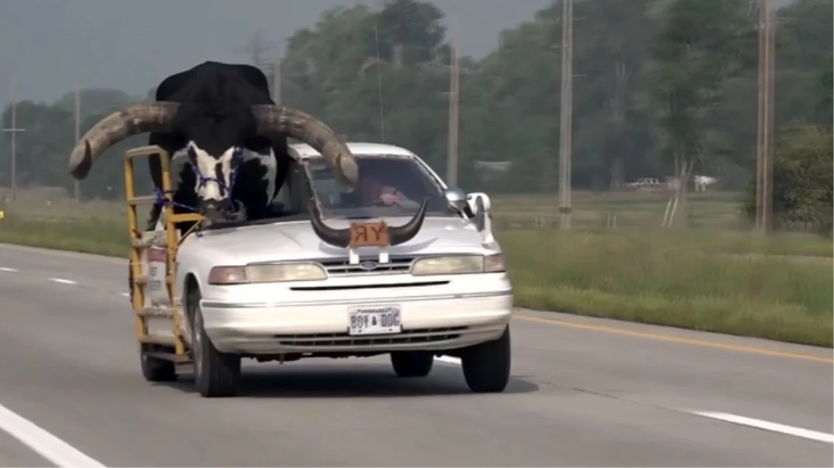 Dev boğayı aracın ön koltuğuna oturtup trafikte yolculuk yaptı