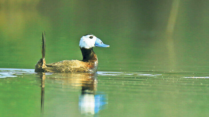 Dikkuyruklar yok olmasın