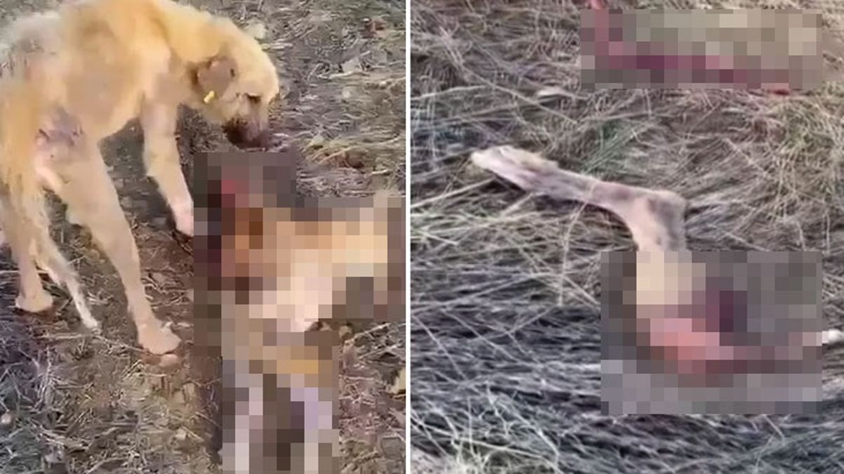 Dinar Belediyesi'nin barınağında aç kalan köpekler birbirini yedi