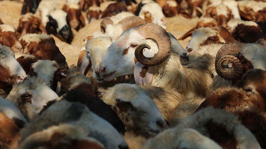 Diyanet'ten 'kurbanlık' uyarısı