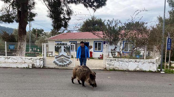 Doğal yaşamına bırakıldı ama her gün geri dönüyor!