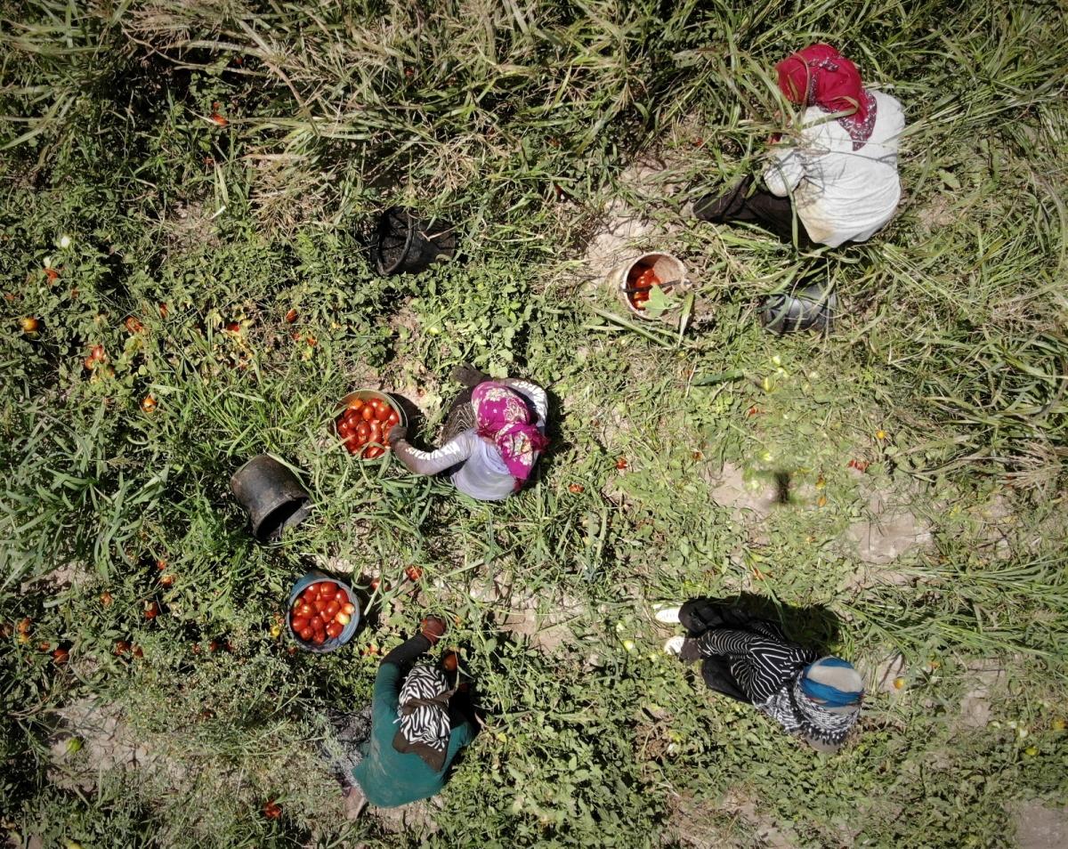 Domates sadece tarlada ucuz