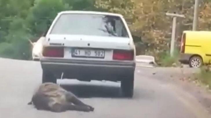 Domuzu otomobilinin arkasına bağlayıp sürükledi!