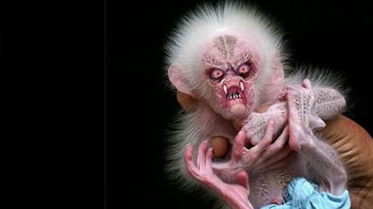 Dünya bu esrarengiz maymunu arıyor! Daha önce eşi veya benzeri hiçbir ormanda görülmedi