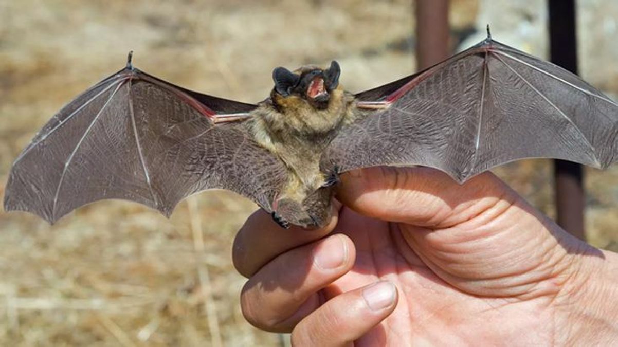 Dünya diken üstünde! Hayvanlardan insana geçen yeni bir virüs tespit edildi