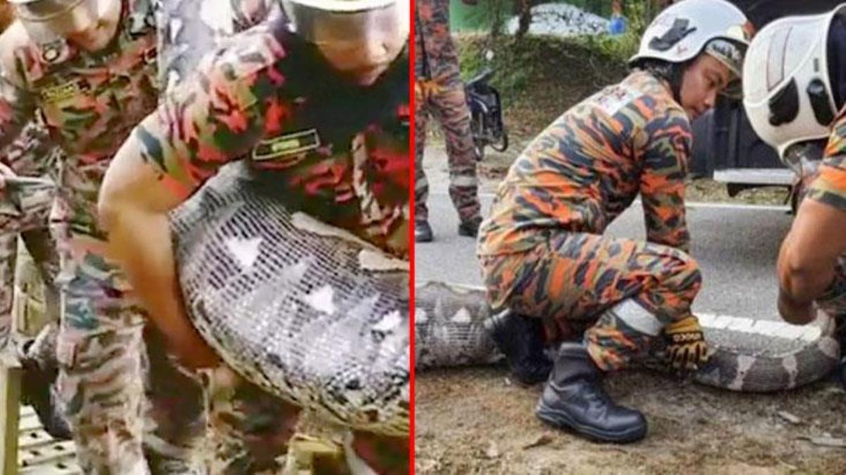 Dünyanın en büyük yılanlarından biri ormanda ortaya çıktı, koca keçiyi bütün halde yutmuş