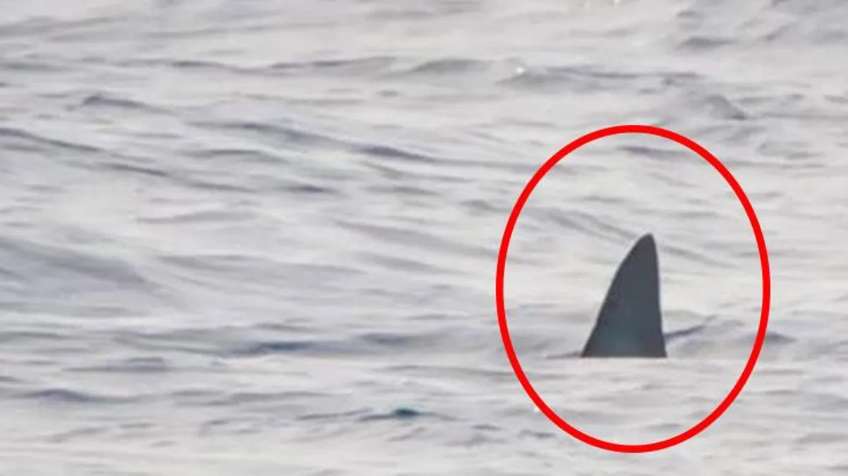 Dünyanın en korkunç köpekbalığı Akdeniz'e giriş yaptı! Adamı saniyeler içinde toz haline getiriyor