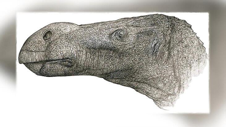 Emekli doktor daha önce bilinmeyen bir dinozor türü tespit etti