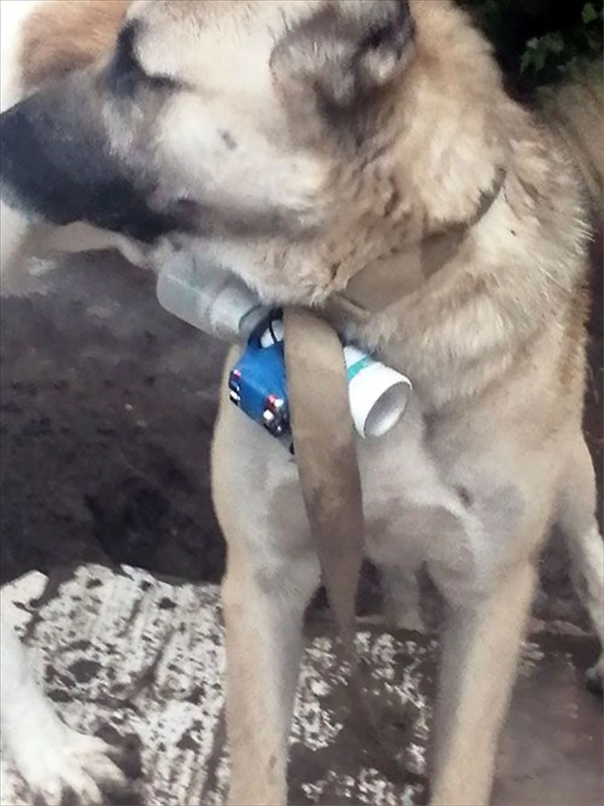 Ermeni askerler, boynuna bomba bağladıkları köpeği Azerbaycan ordusunun mevzilerine gönderdi