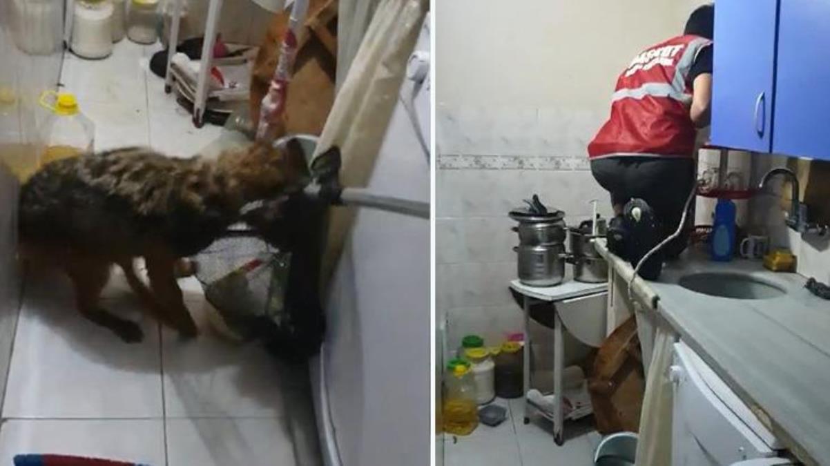 Bursa'da eve giren tilki, aileyi 4 saat boyunca rehin aldı