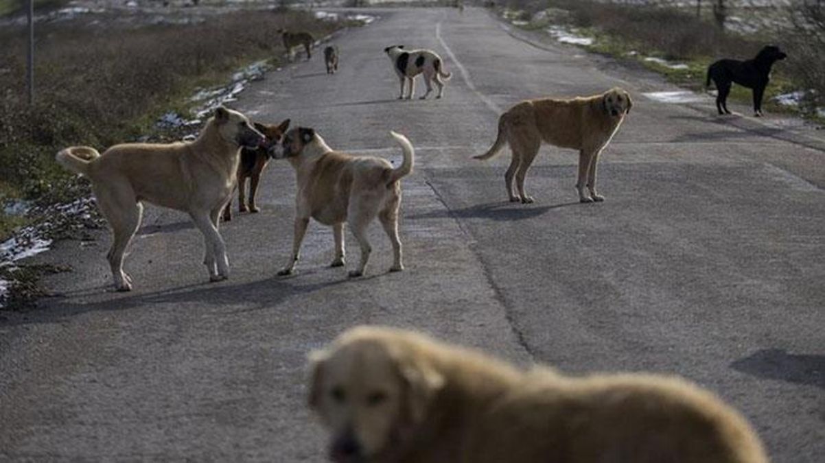 Filistin'de ölü köpek başına para ödülü koyan belediye başkanı geri adım attı: Şaka yapmış