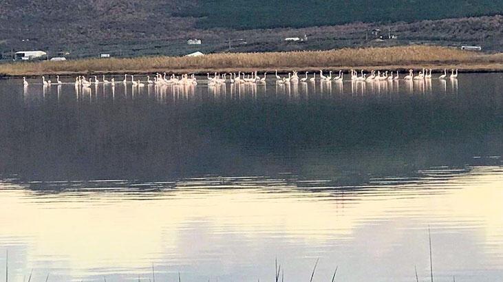 Flamingolara karides engeli