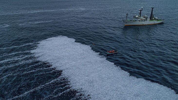 Fransa açıklarında 100 binden fazla ölü mavi mezgit balığı bulundu