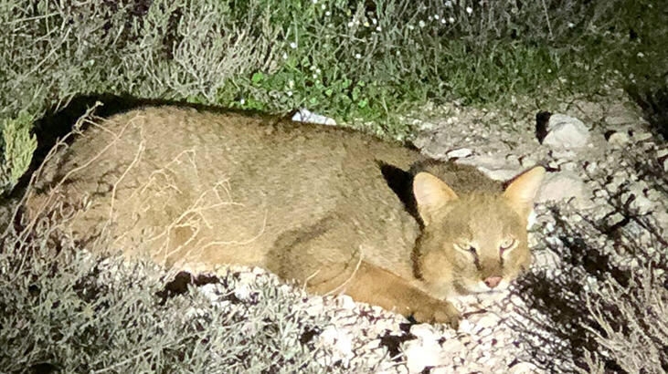 Görünce şoke oldular! Nesli tükenme üzere