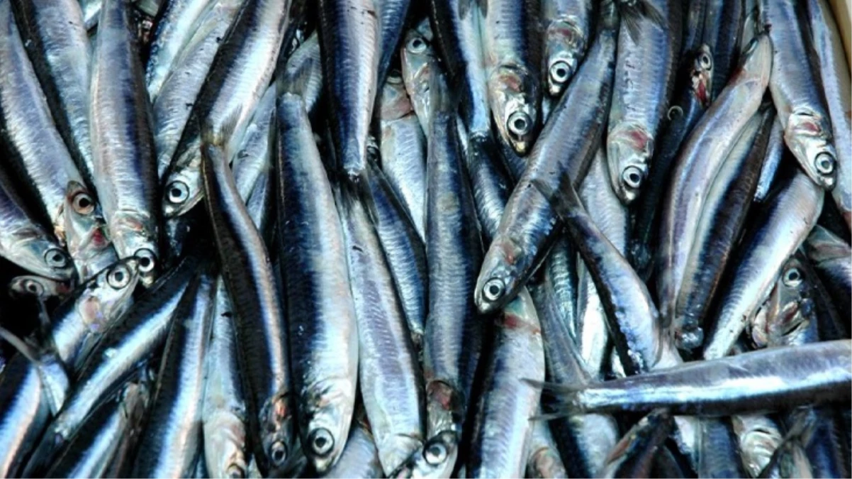 Hamsi, TBMM'nin gündemine girdi! Balıkçılardan 