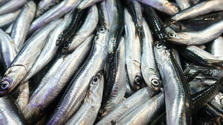 Hamside av yasağı 10 gün daha uzayabilir