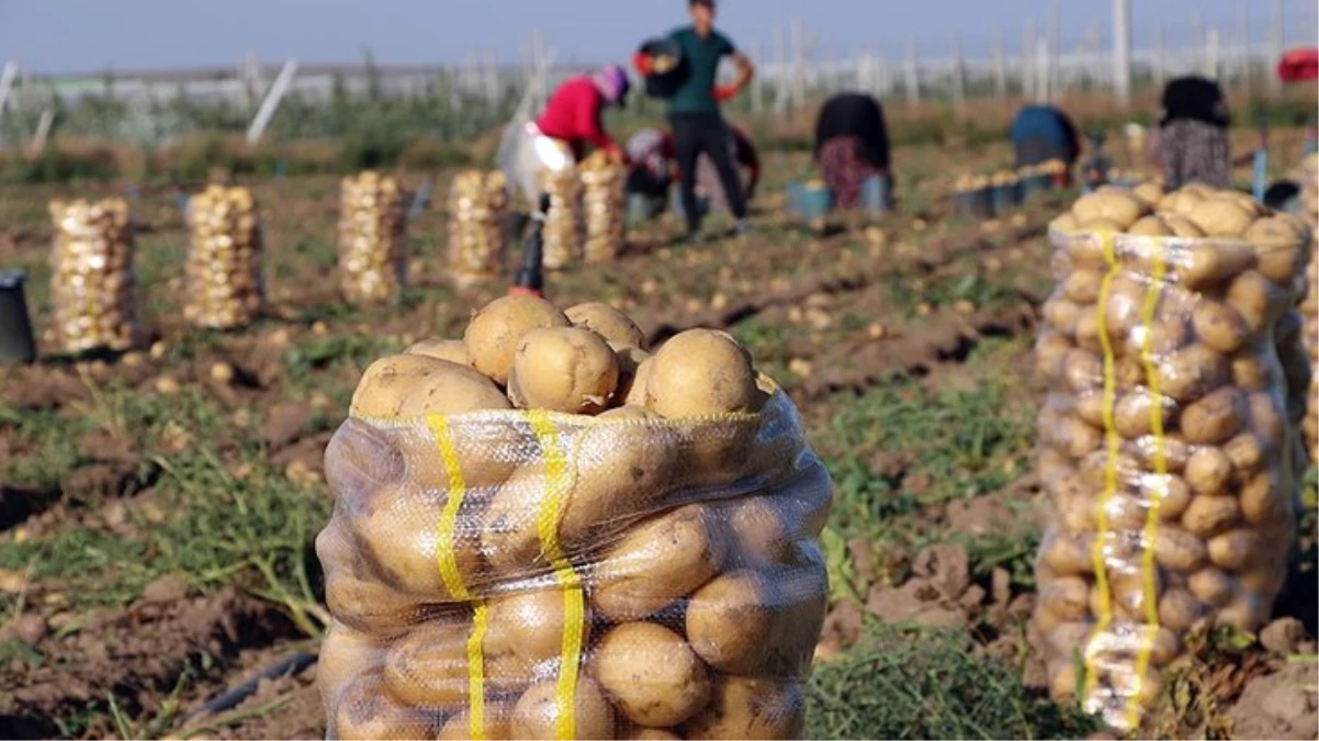 Hasat dönemi sona erdi! Bolu'nun sarı patatesi kilosu 20 liradan satılıyor