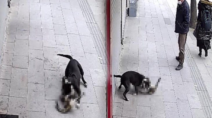 Hatay'da pitbull dehşeti! Kimse kurtaramadı