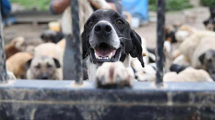 Hayvan hakları geliyor!