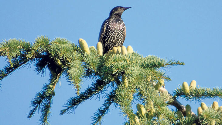 ‘Hayvan öldürmek turizm değildir’