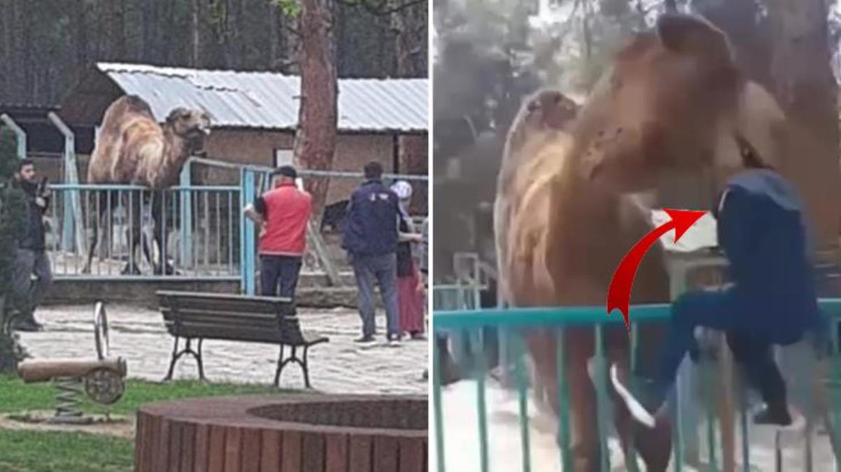 Hayvanat bahçesinde deveye fazla yaklaşan çocuk ölümden döndü