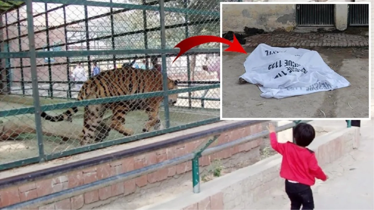 Hayvanat bahçesinde vahşet! Kaplan, kafesine giren adamı diri diri yedi
