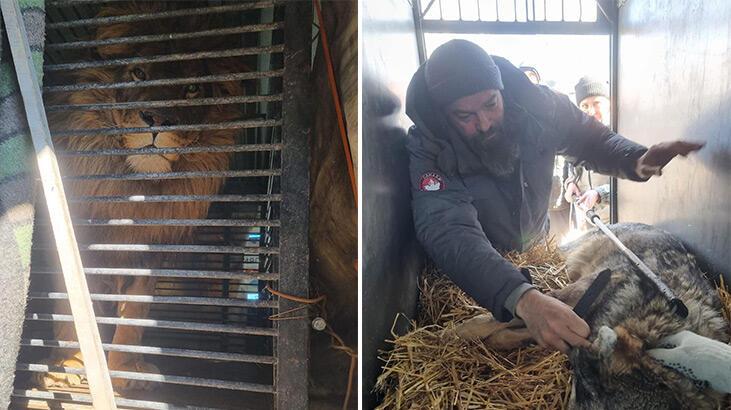 İngiliz emekli asker Ukrayna'dan aslan ve kurdu minibüsüyle tahliye etti