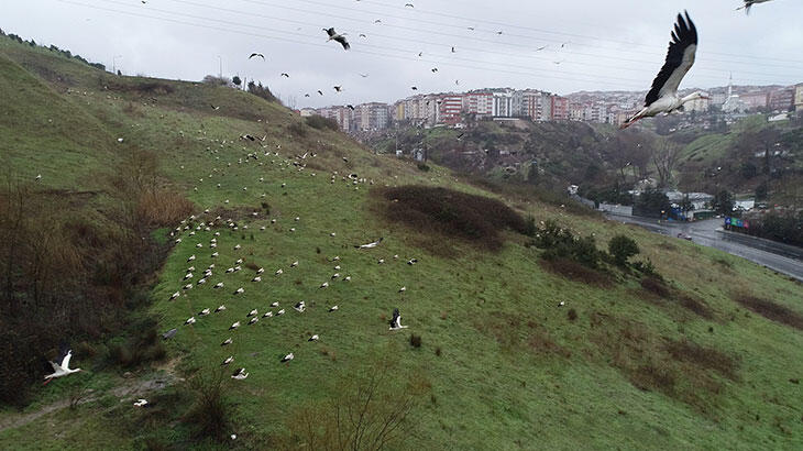İstanbul'u leylekler bastı...