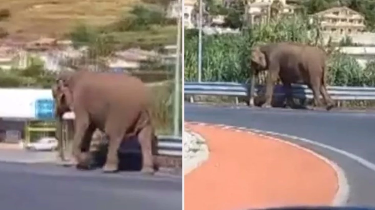 İtalya'da sirkten kaçan fil otoyola çıktı, görenler gözlerine inanamadı