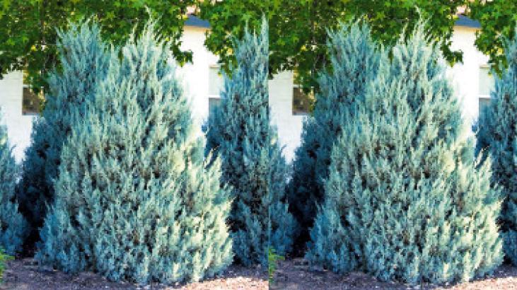 İthal süs bitkileri yeni alerjiler getirdi