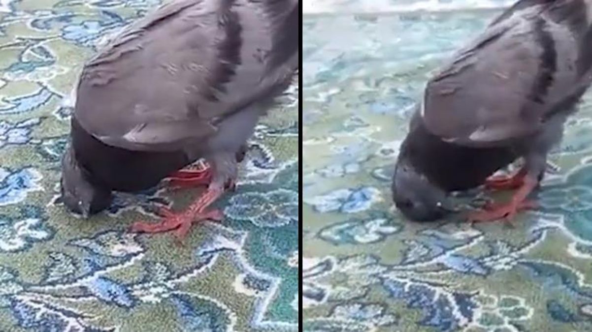 Kabe'de güvercinin cemaatle birlikte secde ettiği iddia ediliyordu! Gerçek çok başka çıktı