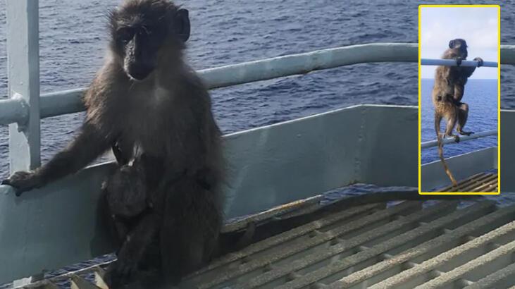 Kaçak maymun, Kraliyet Donanması'nı birbirine kattı!